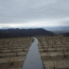 今にも降り出しそうな雨模様のローズ畑