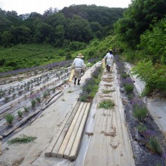 斜面での作業は足場が悪く重労働です