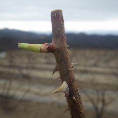 農場のローズも一気に芽が伸びて来ました