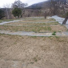 カモマイル・ジャーマン畑の除草作業も進んでいます
