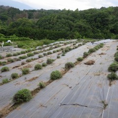 綺麗に刈り取られた畑