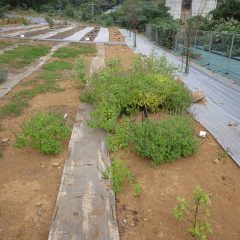 こぼれ種で発芽して育ったホーリーバジル