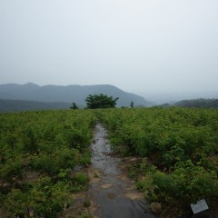 梅雨空に煙るローズ畑、今日は雑草取りも一休み