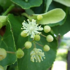 リンデンの花が咲き始めました