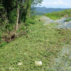 放って置くとつる草が伸びて来てローズに絡んでしまいます