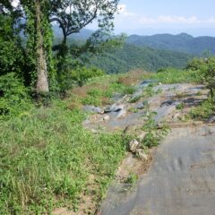つる草は伸びるのが早いので困り者です