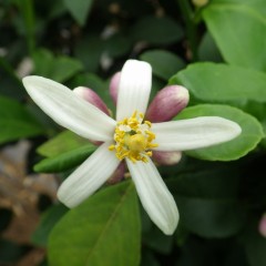 ライムは今頃になって花が咲き始めました