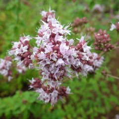 オレガノの花が咲きました