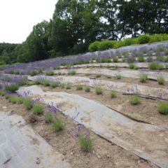 除草作業が終わって収穫を待つばかりのラベンダー畑
