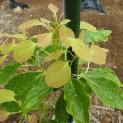 ホーウッドの新芽は雨を恵に変えて育っています