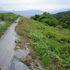 つる草が斜面を駆け上ってローズ畑に迫っています