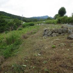 雑草は急な斜面もなんのその