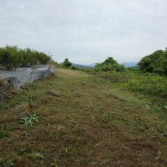 ローズ畑との間に緩衝帯が出来ました