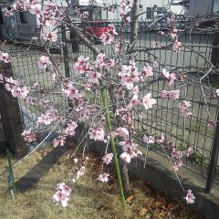 アーモンドの花が花盛りです