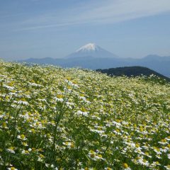 カモマイルの海から富士山を望む