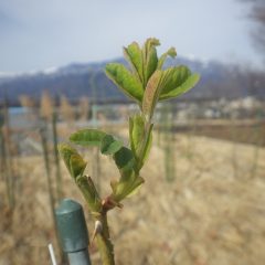 事務局前のローズは若葉が開いて来ました
