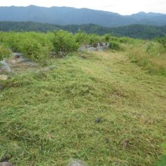 ローズ畑外周の草刈り作業終了