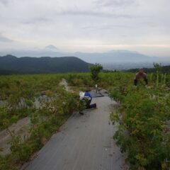 収穫の終わったローズ畑では除草作業が始まっています