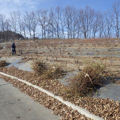 年明けの作業はローズの選定作業から始まりました