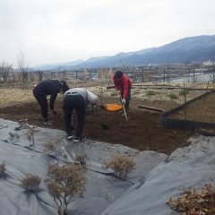 ブラックマロウ畑の植え付け準備作業中
