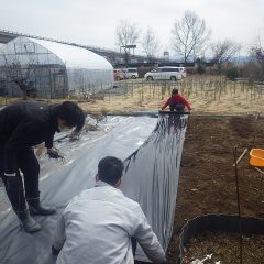 防草シートと黒マルチを張って行きます