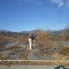 元気な枝がたくさん伸びている剪定前のローズ