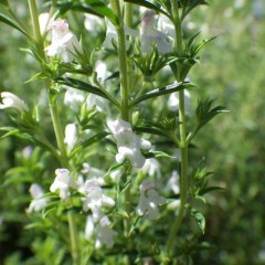 ウインター・セボリーの花