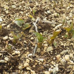 ドクダミの新芽が出始めました
