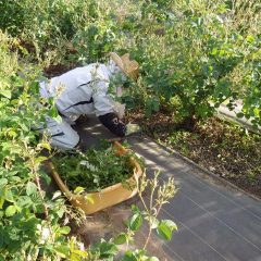 今日も日が傾くまで除草作業は続けられました