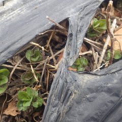 アルベンシスミントの新芽も出ています