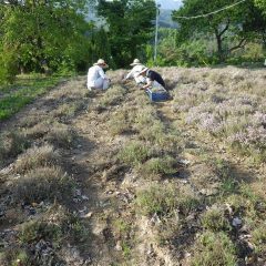 花が満開になったところで収穫します