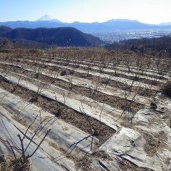 ローズの剪定作業はこちらの畑に移って来ました