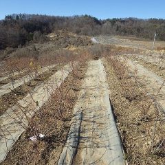 天気も良く作業もはかどります