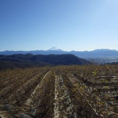 快晴のローズ畑は冷たい風が強く雲が飛ばされて富士山がクッキリと見えます