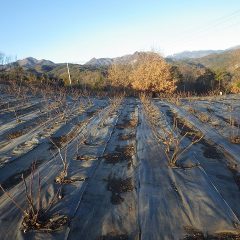 綺麗に剪定されたローズが並んでいます