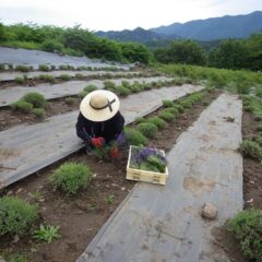 今日は風もなく真夏日になって蒸し暑い中での作業です