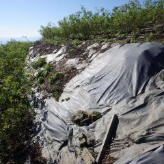 劣化した防草シートの張替作業