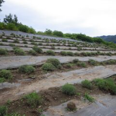 綺麗に刈り取られたラベンダー畑