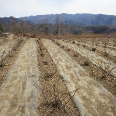 綺麗に剪定されたローズ