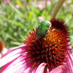 お天気の日は虫さん達も大忙し、名前通りのハナムグリ（花潜り）