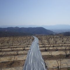 農場のローズ畑は気温が一気に上がり春霞