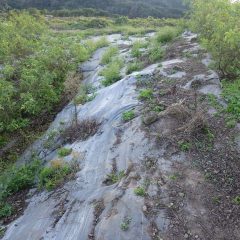 防草シートの上にも沢山の雑草が生えてしまっています