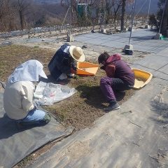 カモマイル・ジャーマン畑では除草作業が続いています