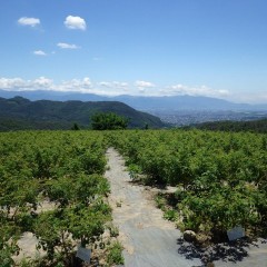 農場から甲府の街並みがハッキリと望めますが残念ながら富士山は雲の中