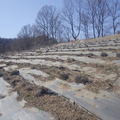 ラベンダー畑