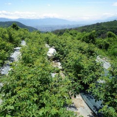 伸びたローズの枝に埋もれるようにしてお約束の除草作業
