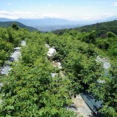 伸びたローズの枝に埋もれるようにしてお約束の除草作業