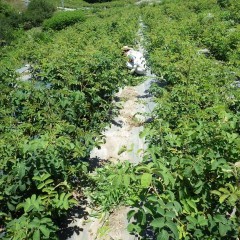 30℃を超える蒸し暑い中での作業は修験者の苦行の如し