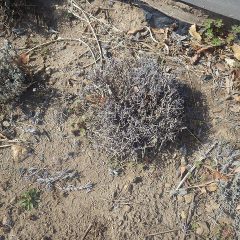 樹形を整えて芽出しの時期を一緒にするために行います