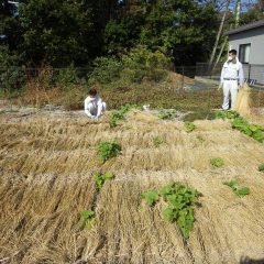 雑草を防ぐ目的も兼ねているので一面に敷き詰めます